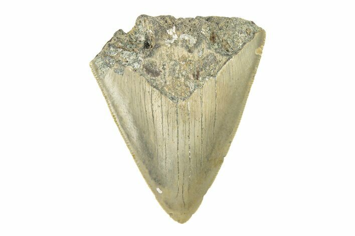 Bargain, Juvenile Megalodon Tooth - Serrated Blade #272820